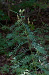 Canadian milkvetch